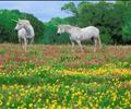 Unicorn´s