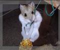 Hamster