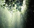 Rainforest