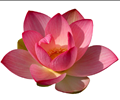 Water lily