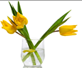 Tulip