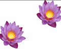Water lily