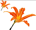 Carnation
