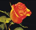 Deep Red Rose