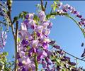 Wisteria at dawn