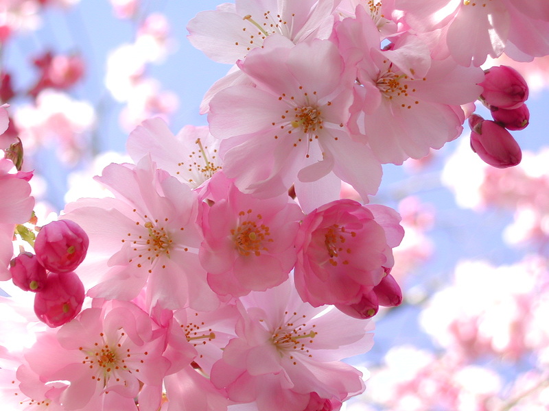 cherry blossom wallpaper. Subject : Cherry Blossoms