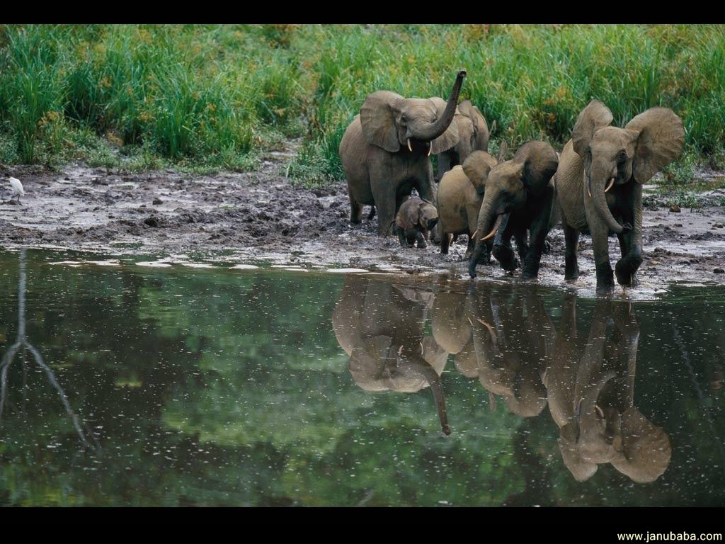 Elephant