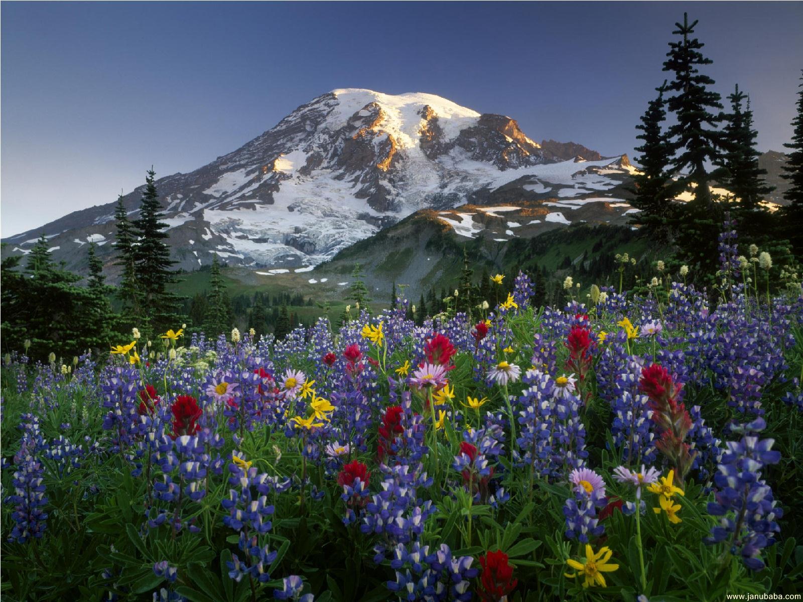 Alp