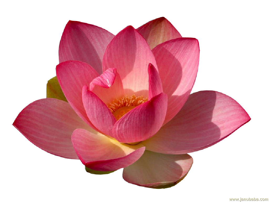 Water lily