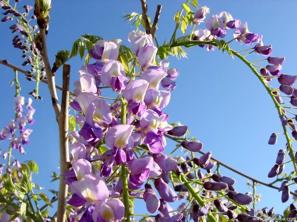 Wisteria at dawn